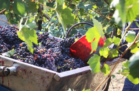 Nelle cantine di Manuelina, dove il vino ha i numeri delle mappe catastali